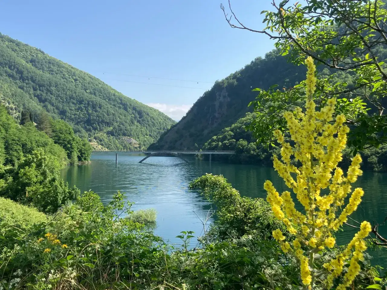 Un fiore giallo svetta tra il verde, con un lago tranquillo e montagne sullo sfondo. Si intravedono i vagli di sotto del ponte che attraversa il lago.