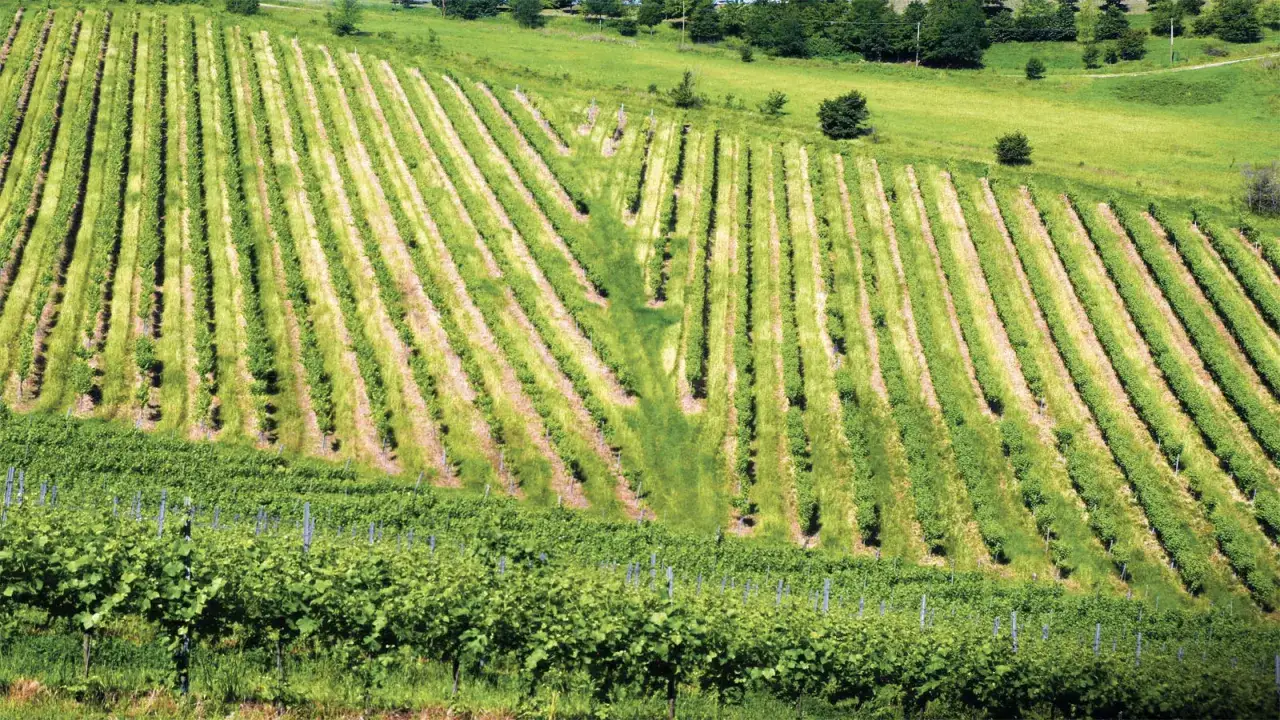 Vigneti rigogliosi sulle colline bolognesi, dove cresce il vino tipico.
